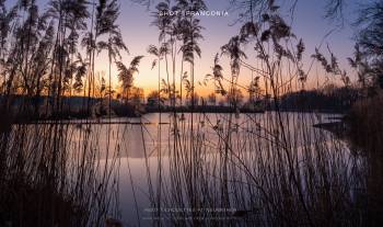 Reed silhouettes at Neuweiher