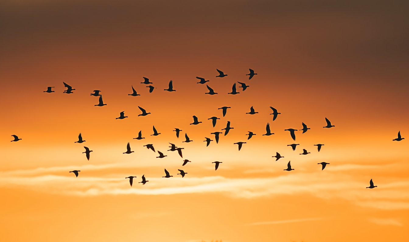 Midjourney prompt: 'geese flying in formation at sunset, in the style of minimalist simplicity of forms, violet and amber, light white and light amber, narrative diptychs, lively movement portrayal, stock photo, nature-inspired forms --ar 500:333 --s 750 --v 5'