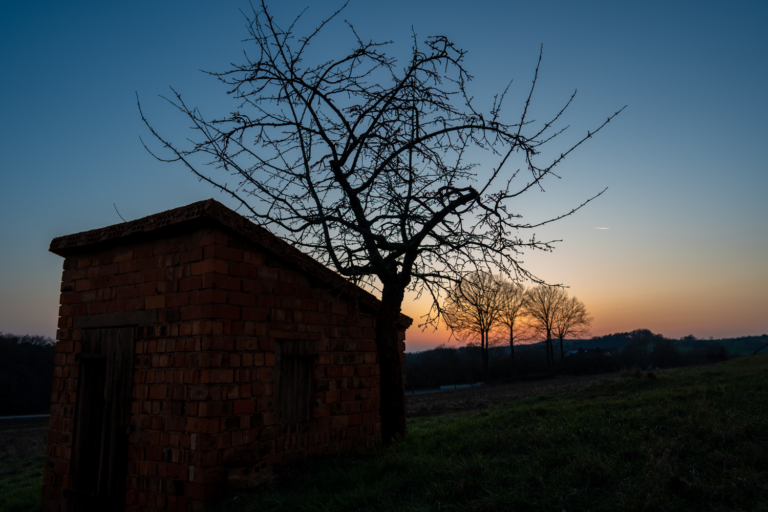 Fruit tree silhouette