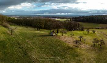 Fruit trees in winter