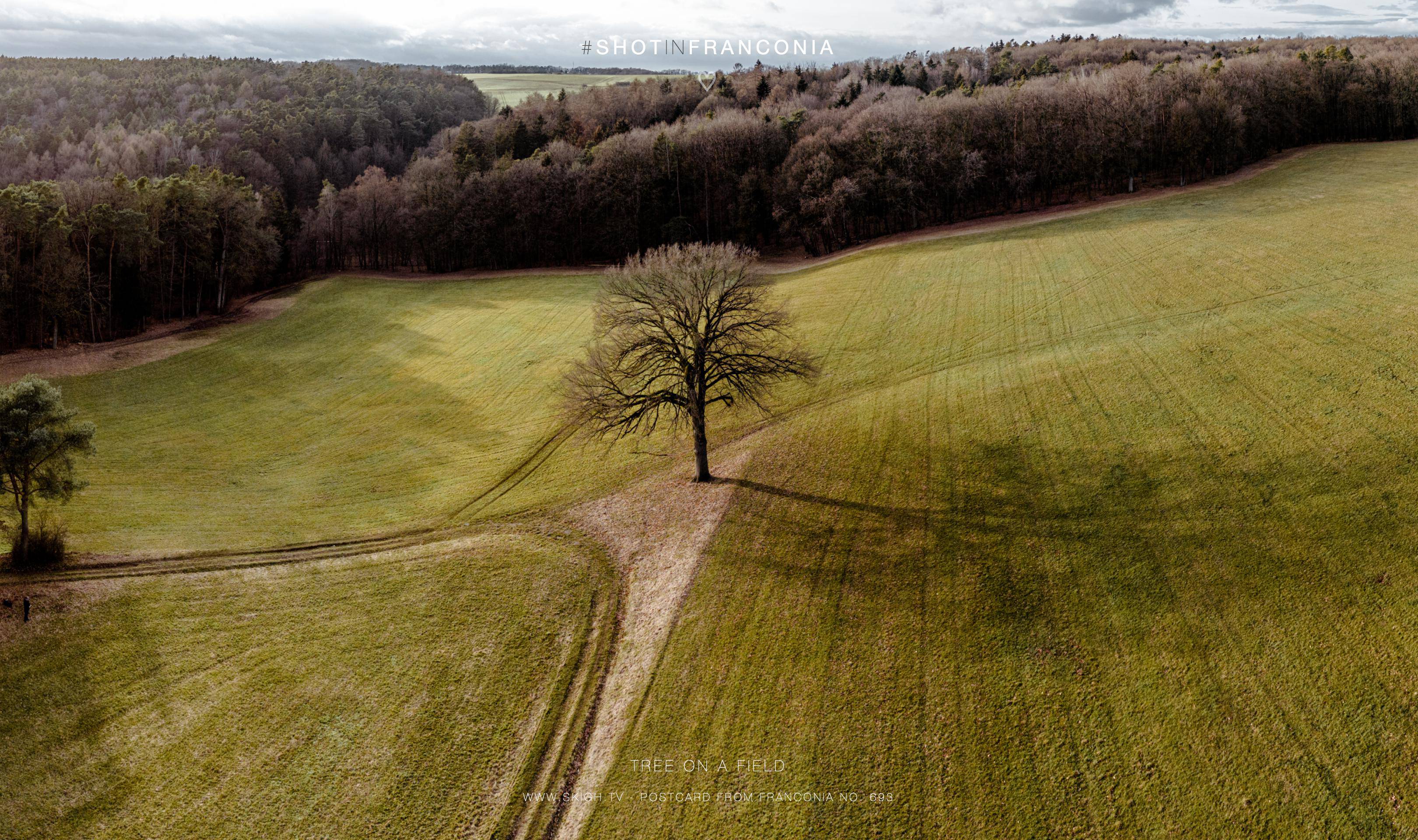 Tree on a field