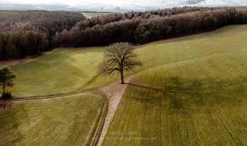 Tree on a field