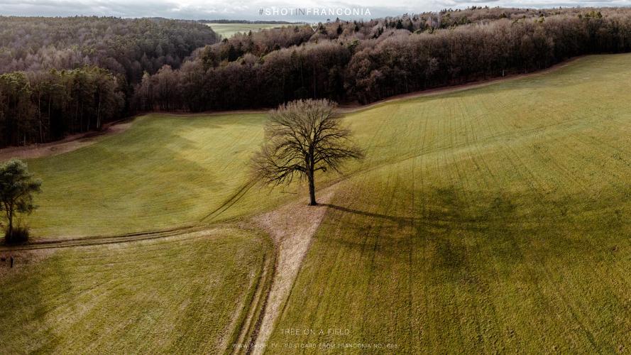 My view of the real world: 'Tree on a field'