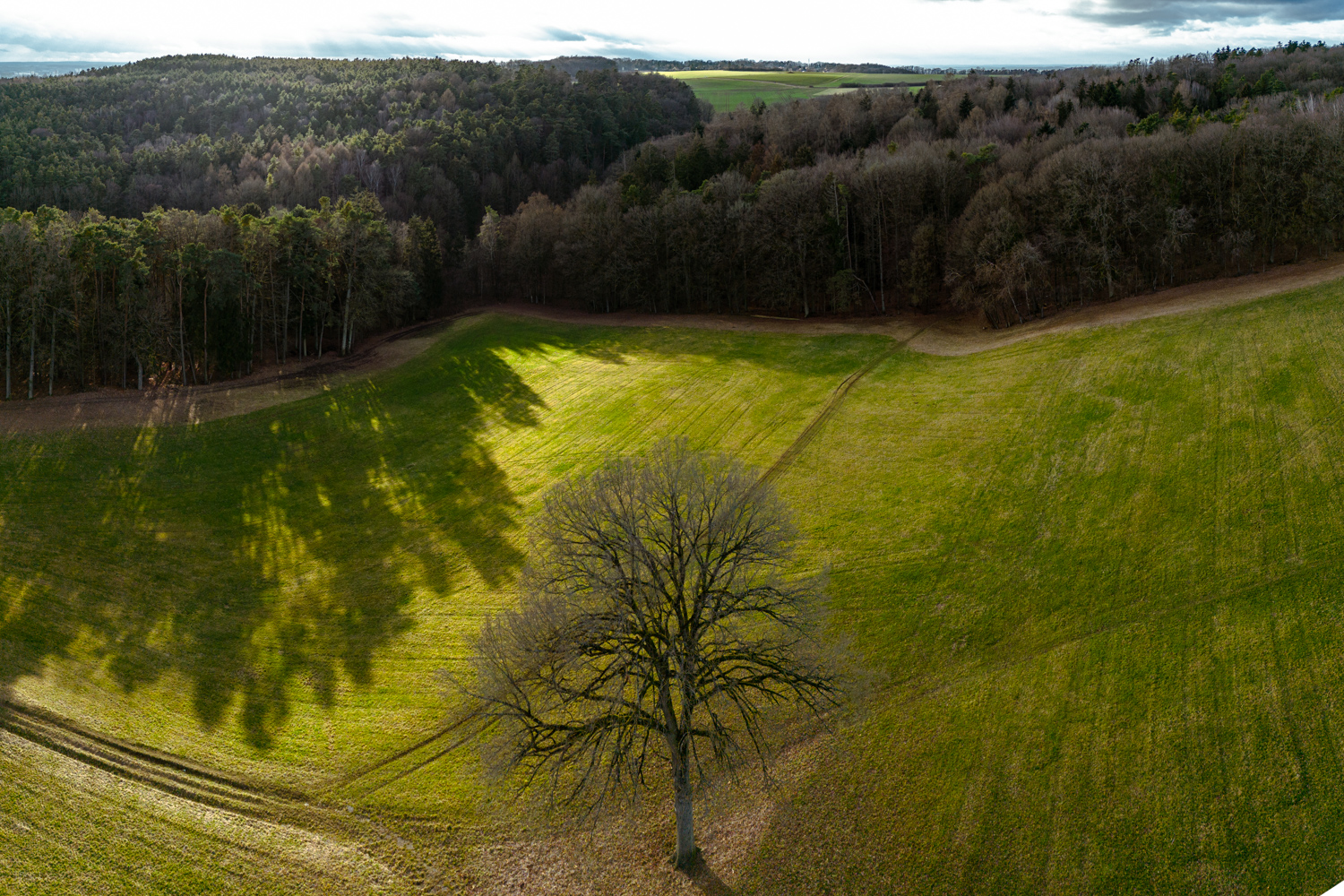 Tree on a field