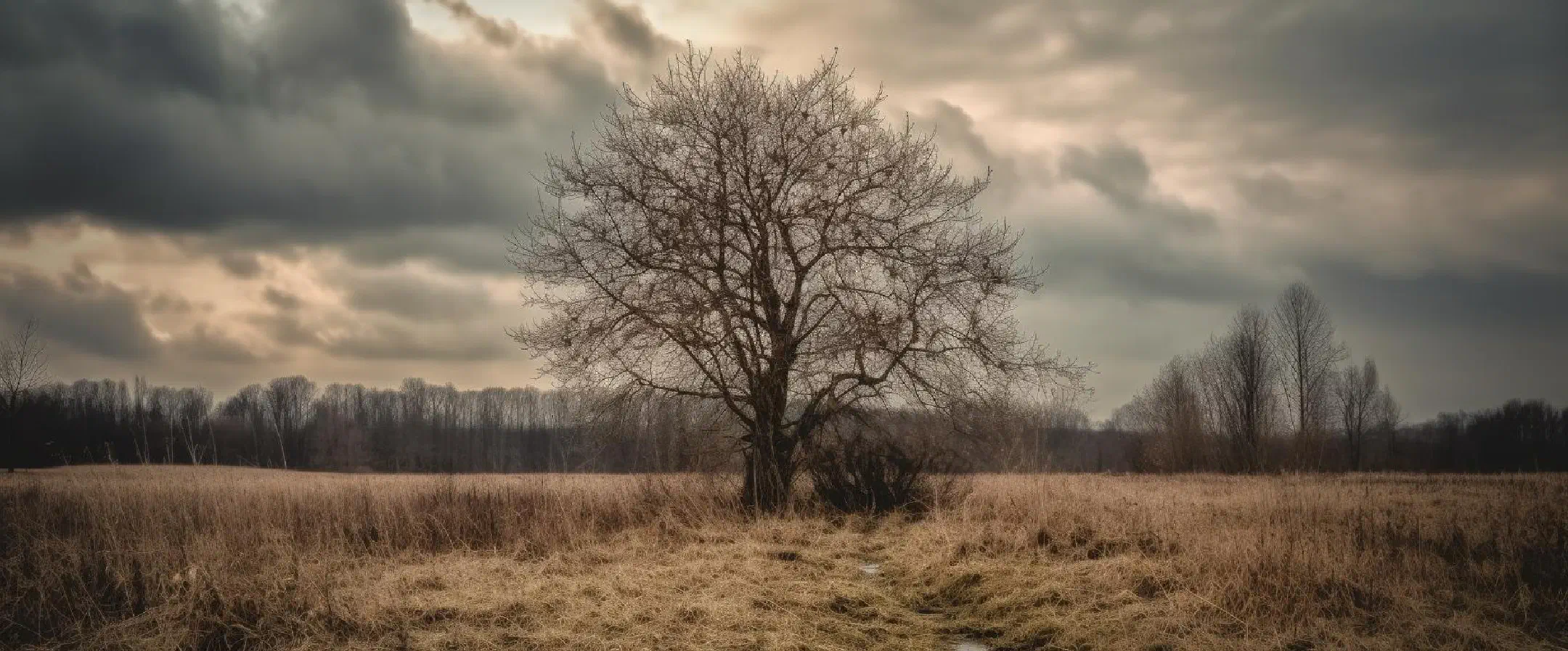 Lonesome tree