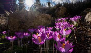 Purple crocuses in the sun