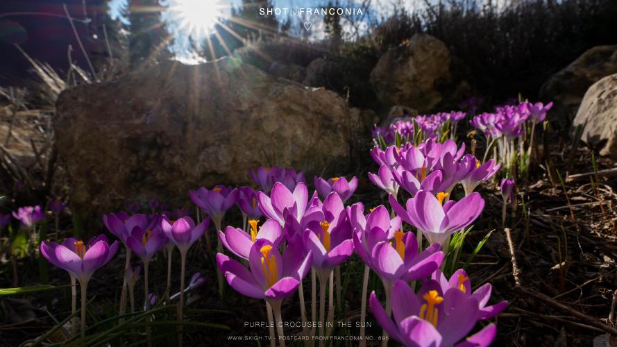 My view of the real world: 'Purple crocuses in the sun'