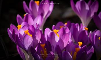 Purple crocuses close up