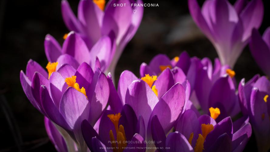 My view of the real world: 'Purple crocuses close up'