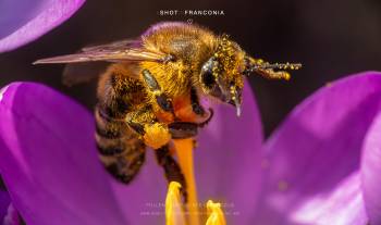 Pollen covered bee on crocus