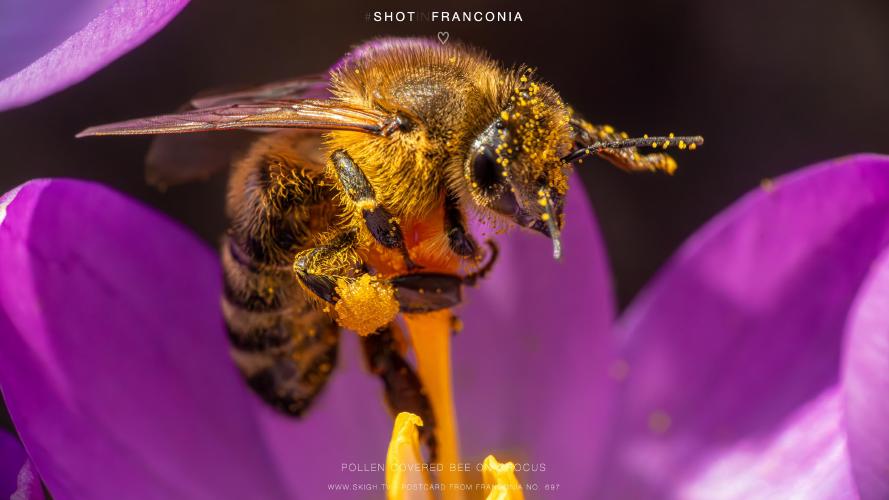 My view of the real world: 'Pollen covered bee on crocus'
