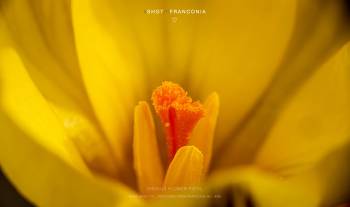 Crocus flower pistil