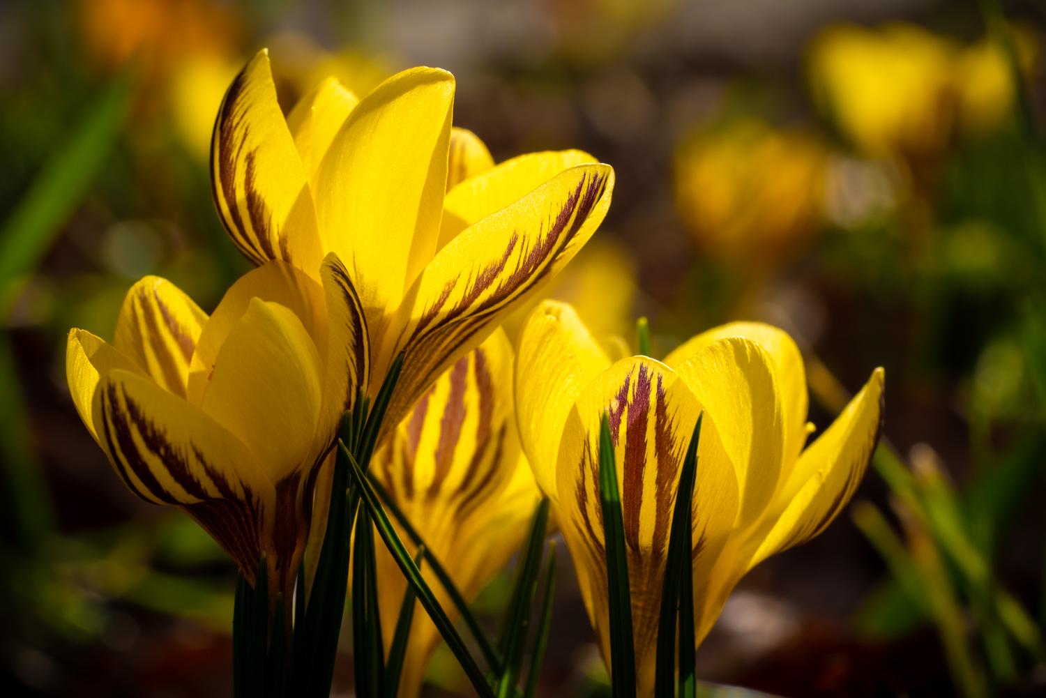 Crocus flower pistil