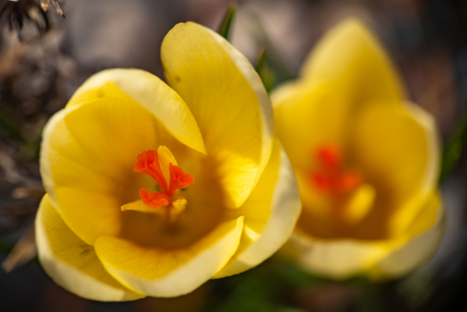 Crocus flower pistil