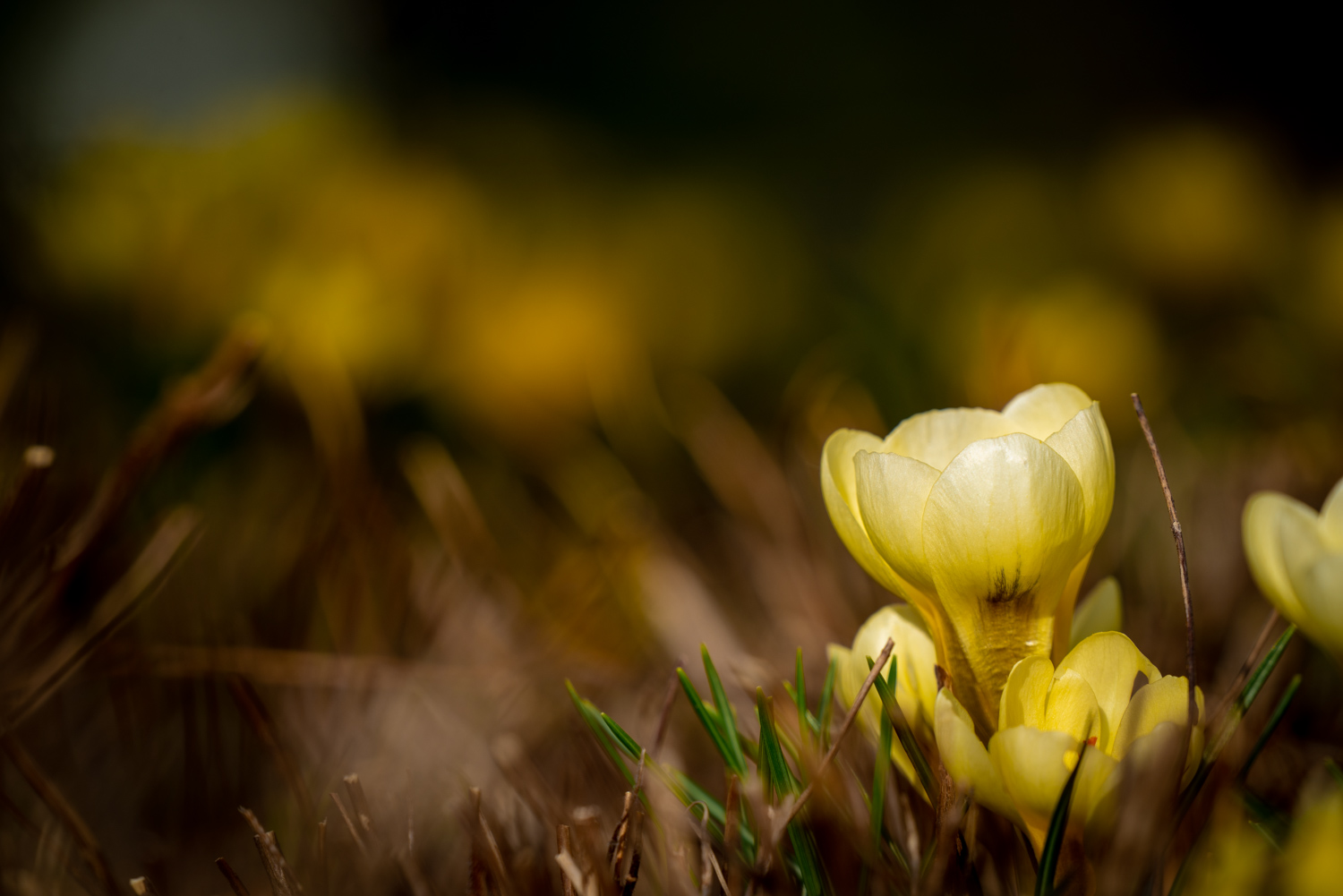 Crocus flower pistil