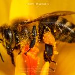 Pollen covered bee on yellow crocus