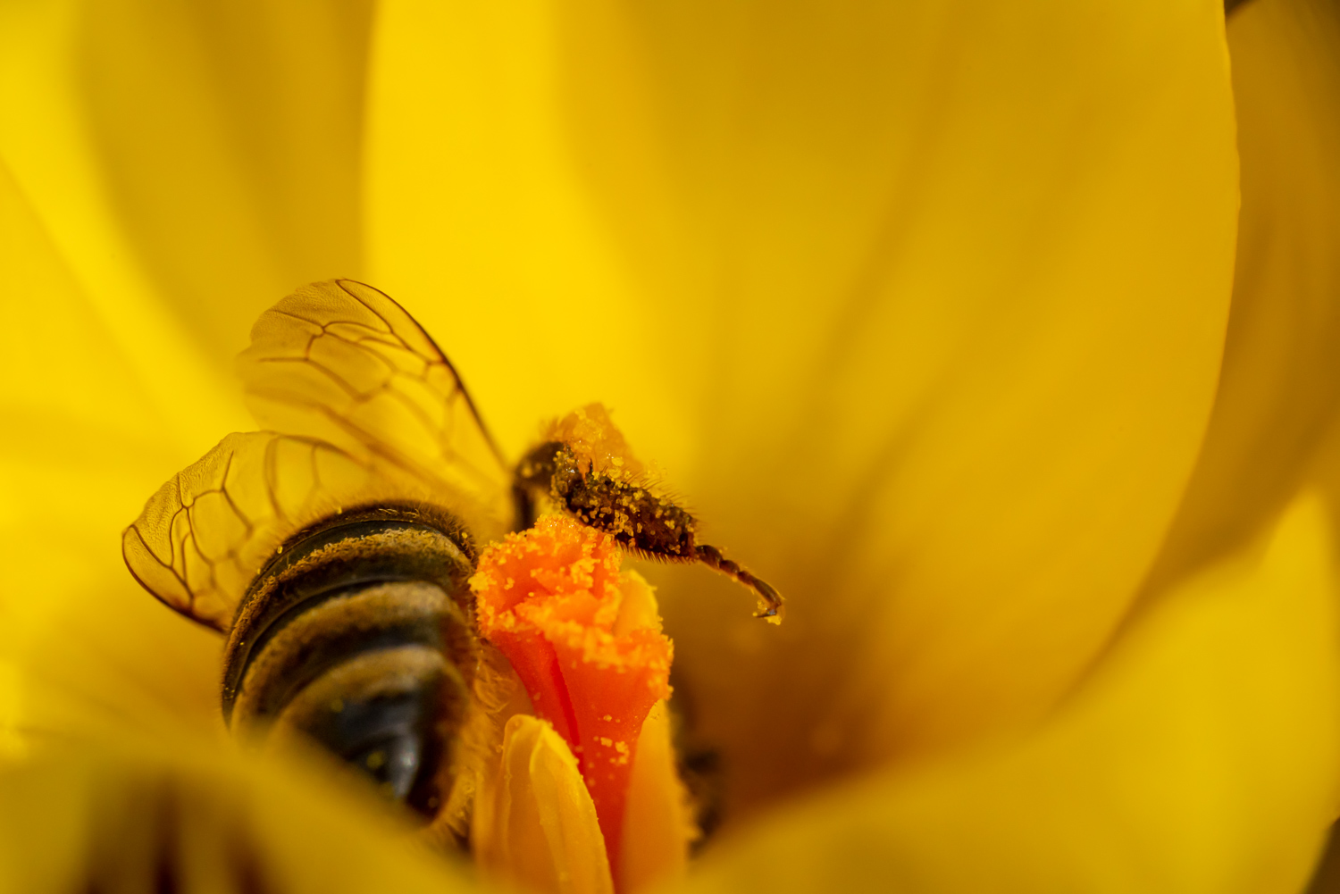 Pollen covered bee on yellow crocus