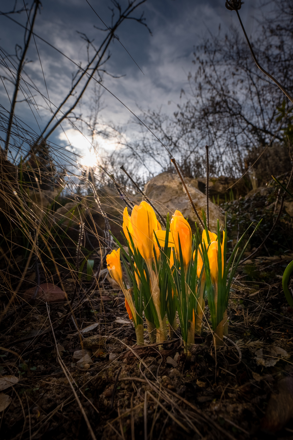 Pollen covered bee on yellow crocus