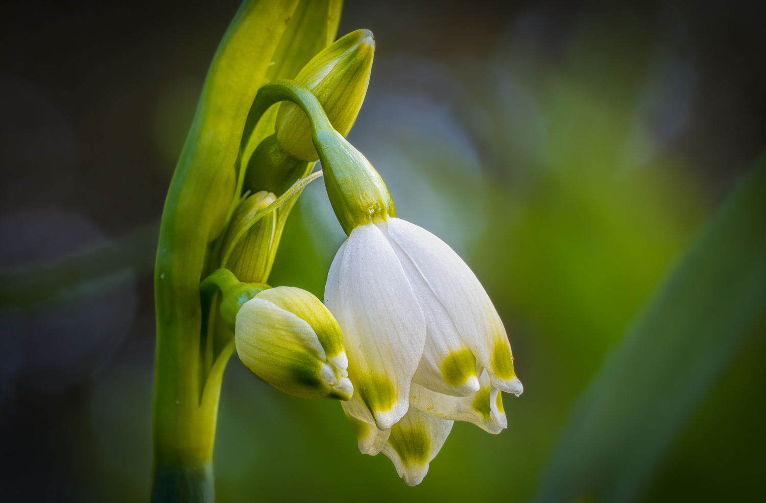 Spring snowflake