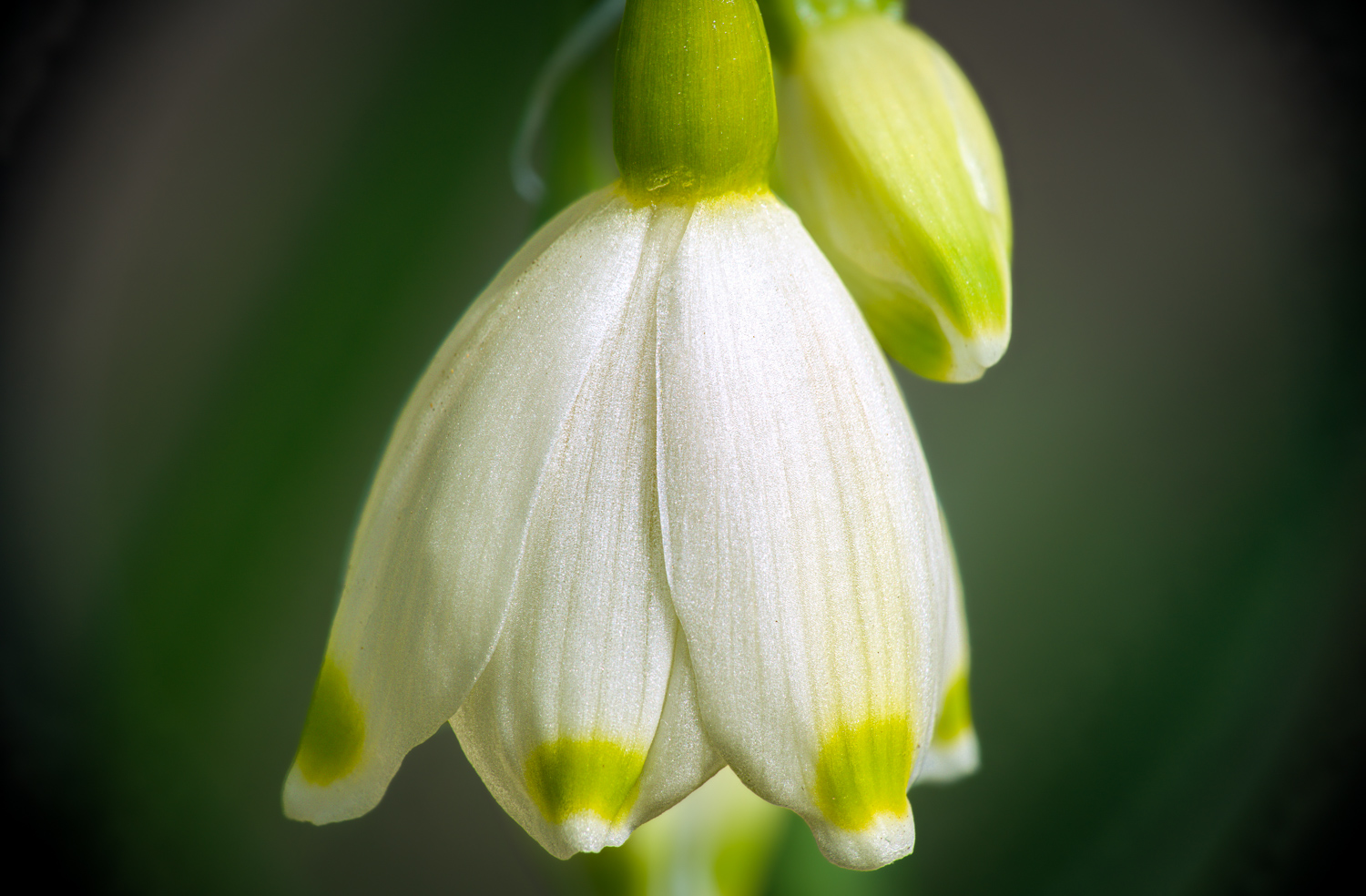 Spring snowflake