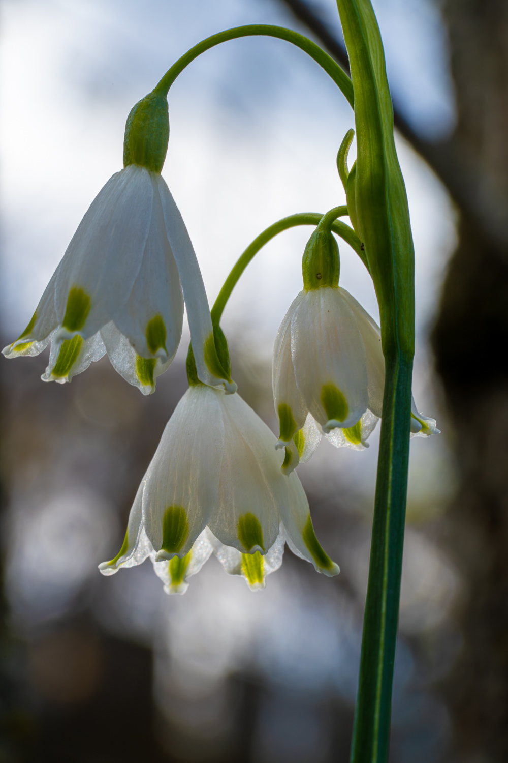 Spring snowflake from below