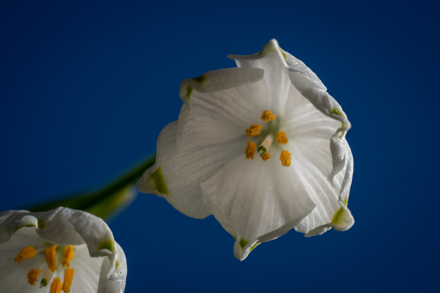 Spring snowflake from below