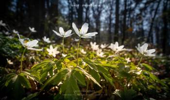 Wood Anemones