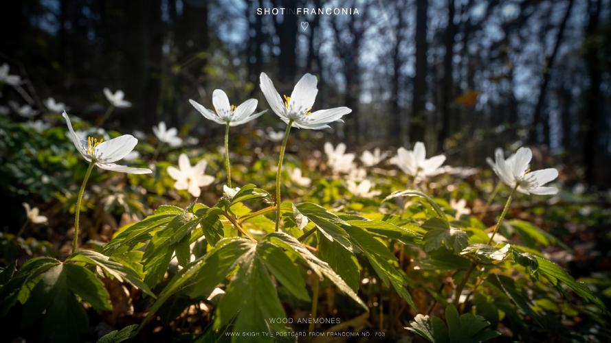 My view of the real world: 'Wood Anemones'