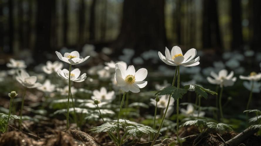 Midjourney's artificial take on: 'Wood Anemones'