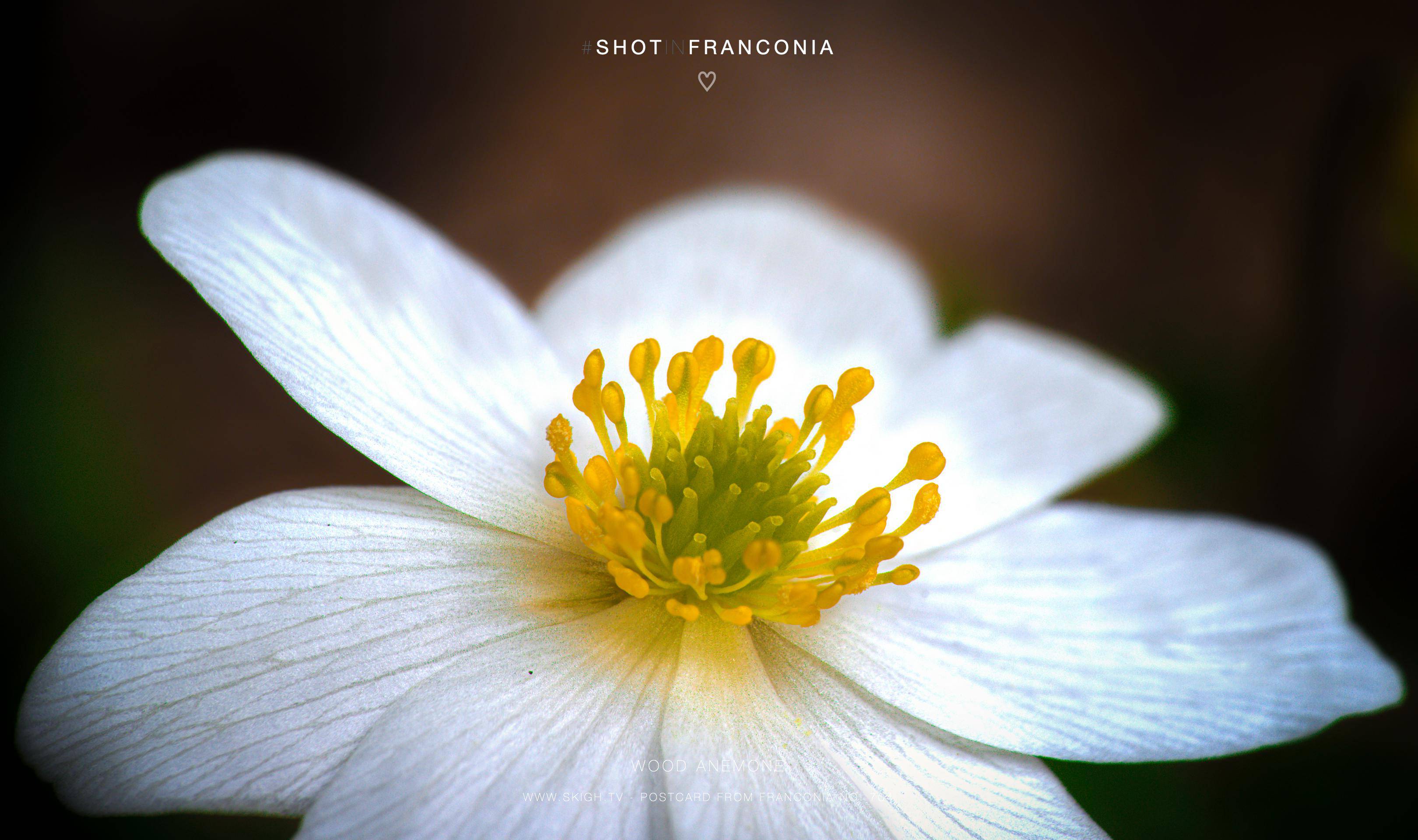 Wood Anemone