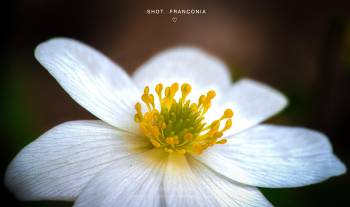 Wood Anemone