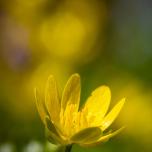 Pilewort flower