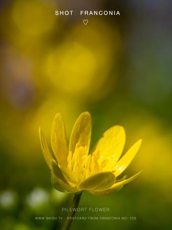 Pilewort flower