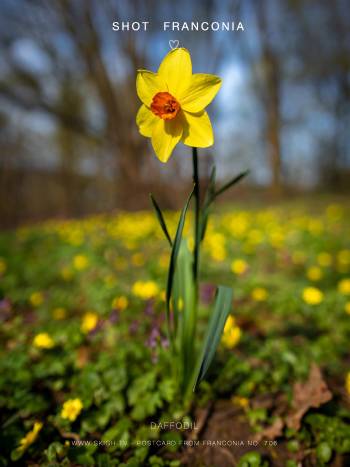 Daffodil