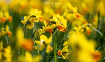 A field of daffodils