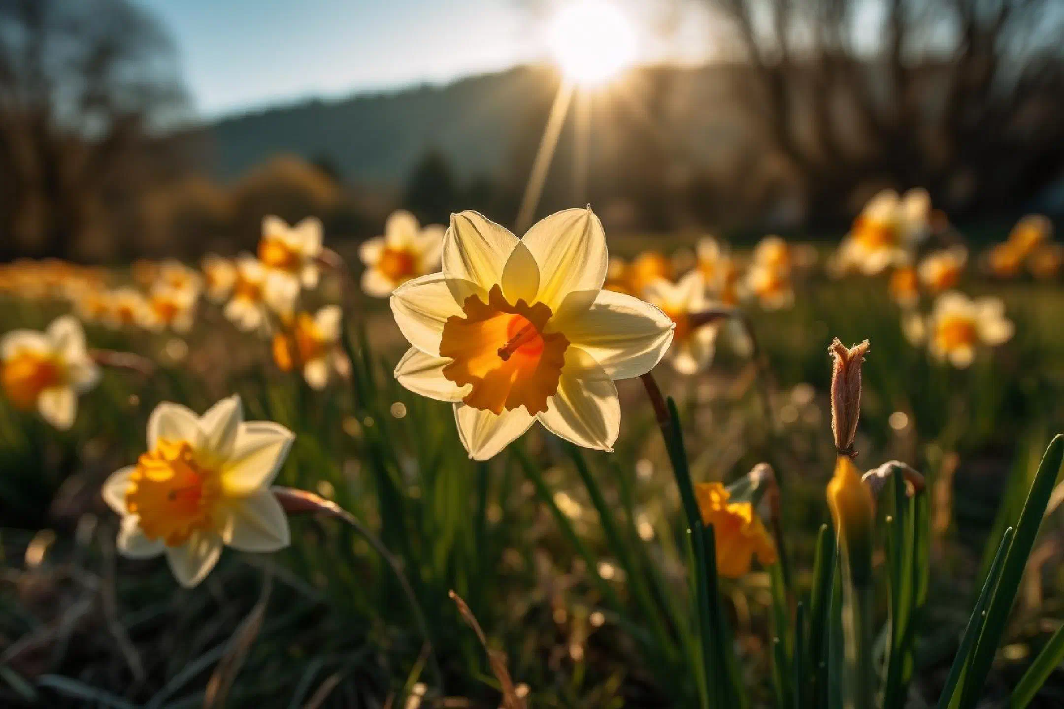 A field of daffodils