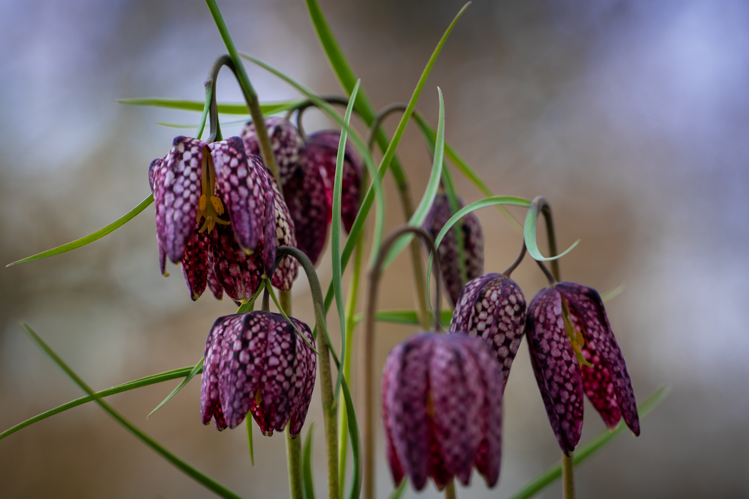 Chess flowers