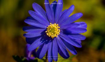 Blue wood anemone