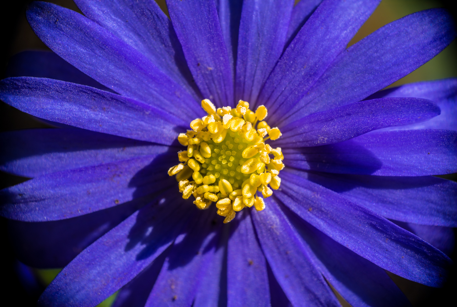 Blue wood anemone