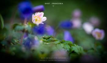 White and blue Wood Anemones