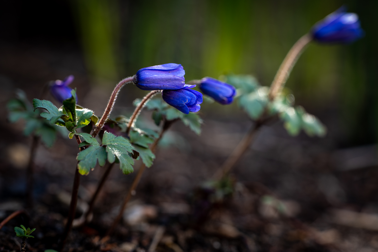 White and blue Wood Anemones