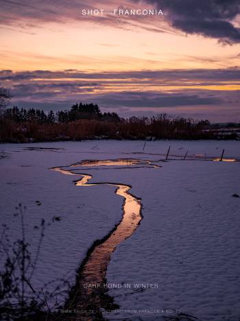 Carp pond in winter