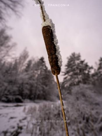 Snow covered bulrush