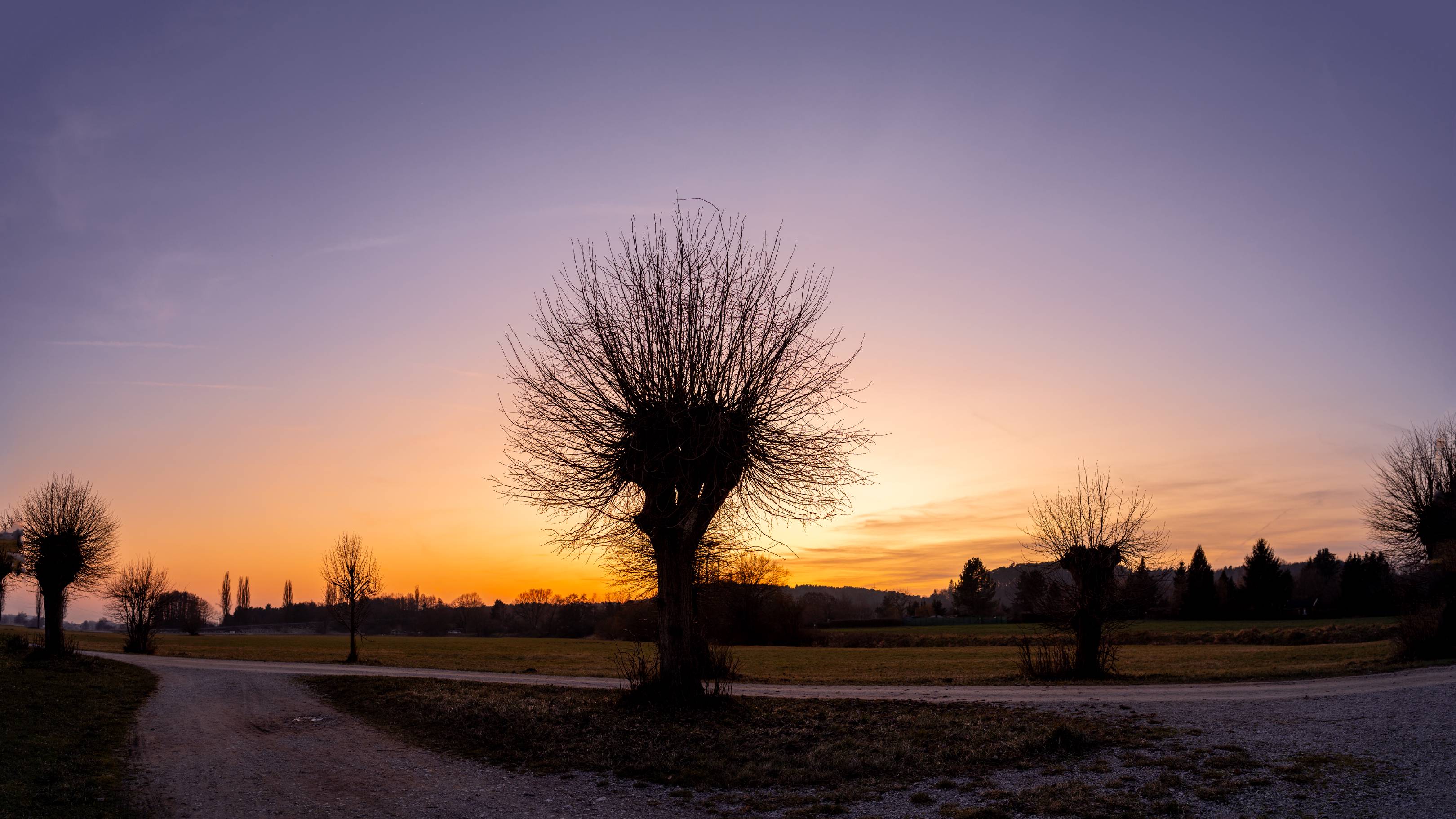 Willow Silhouette