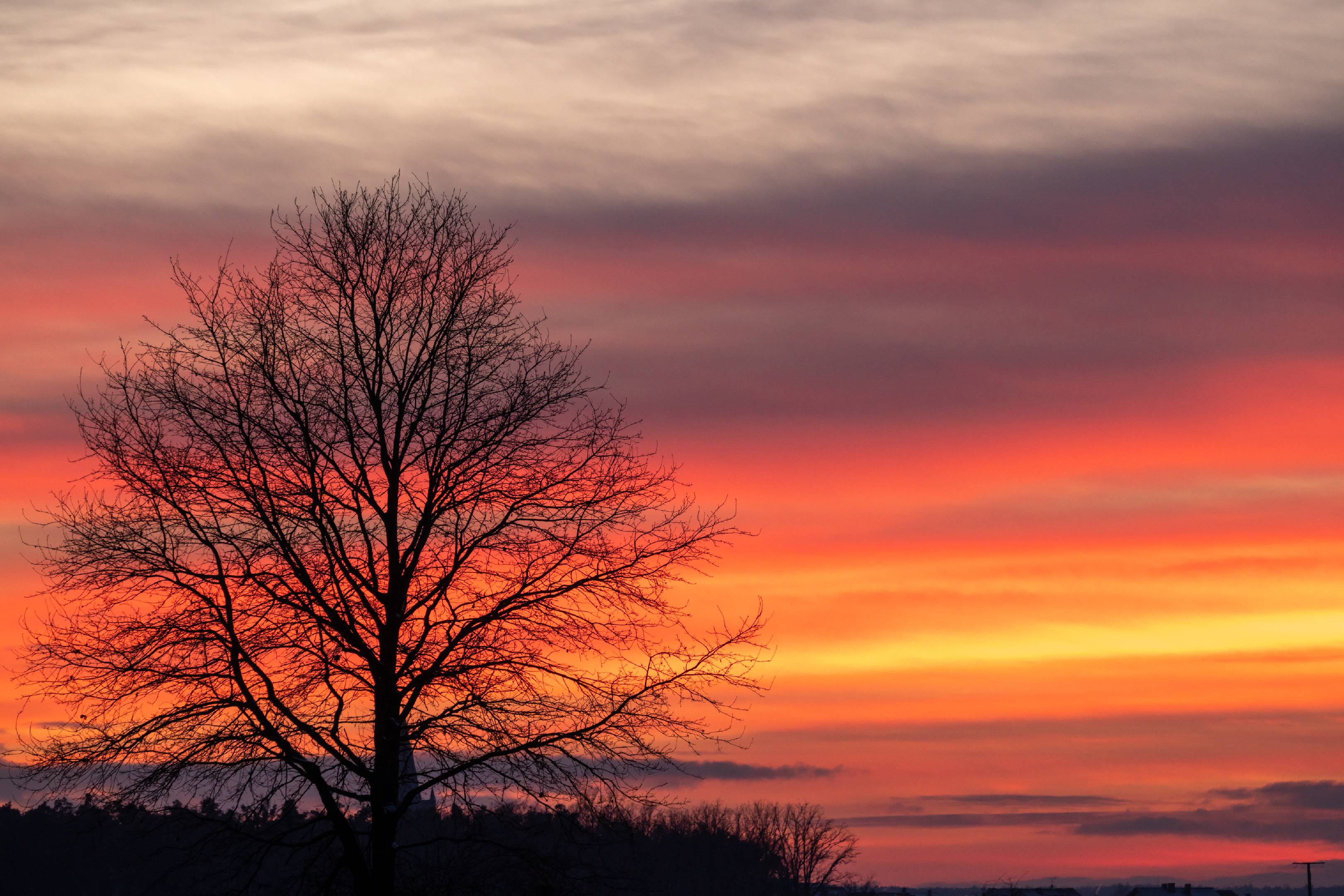 Tree silhouette