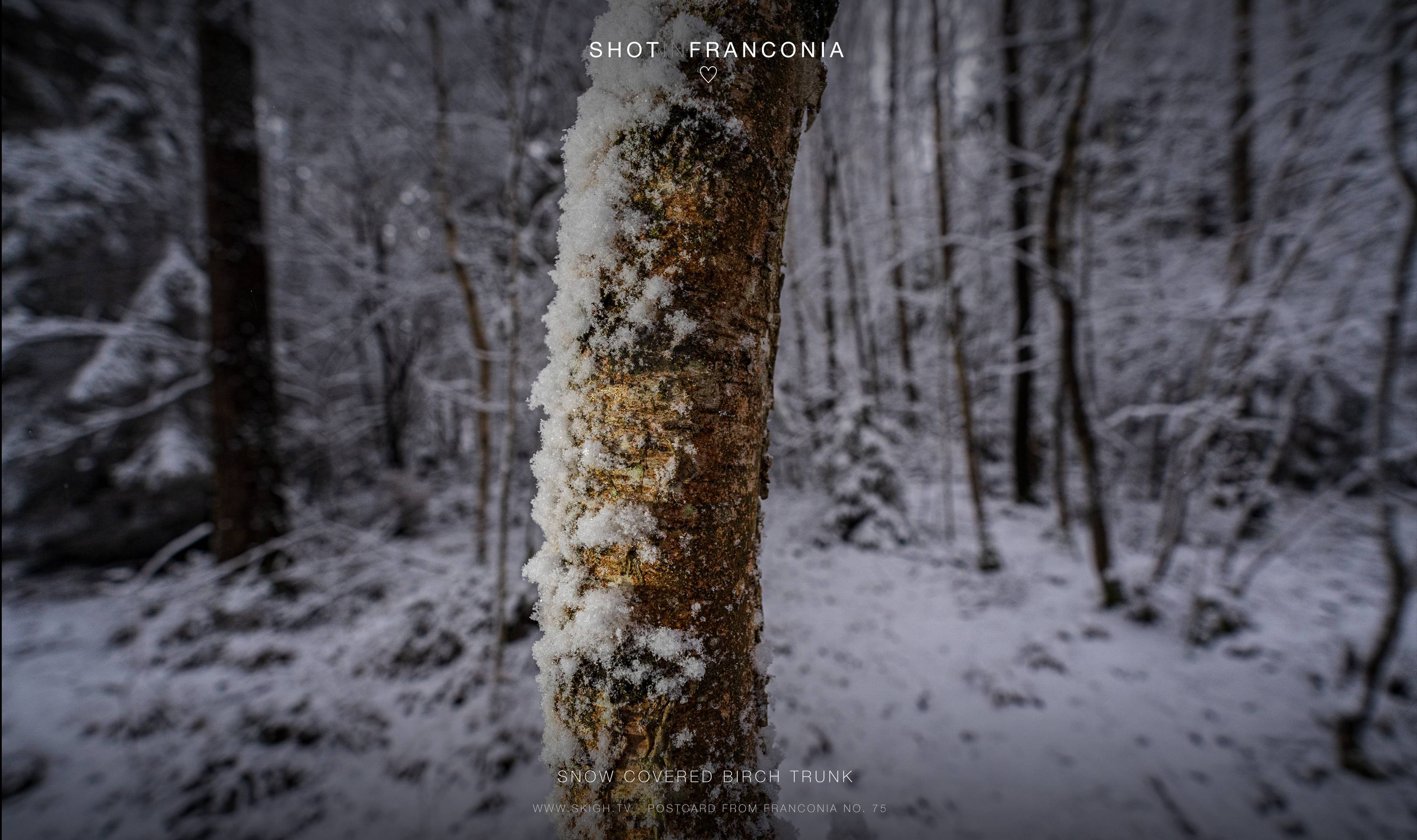 Snow covered birch trunk