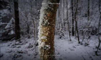 Snow covered birch trunk