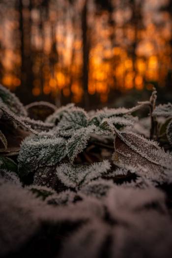 Frozen leaves