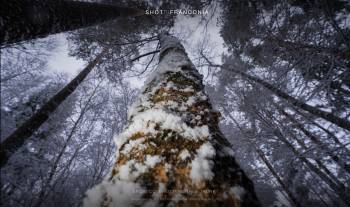 Snow covered pine tree trunk