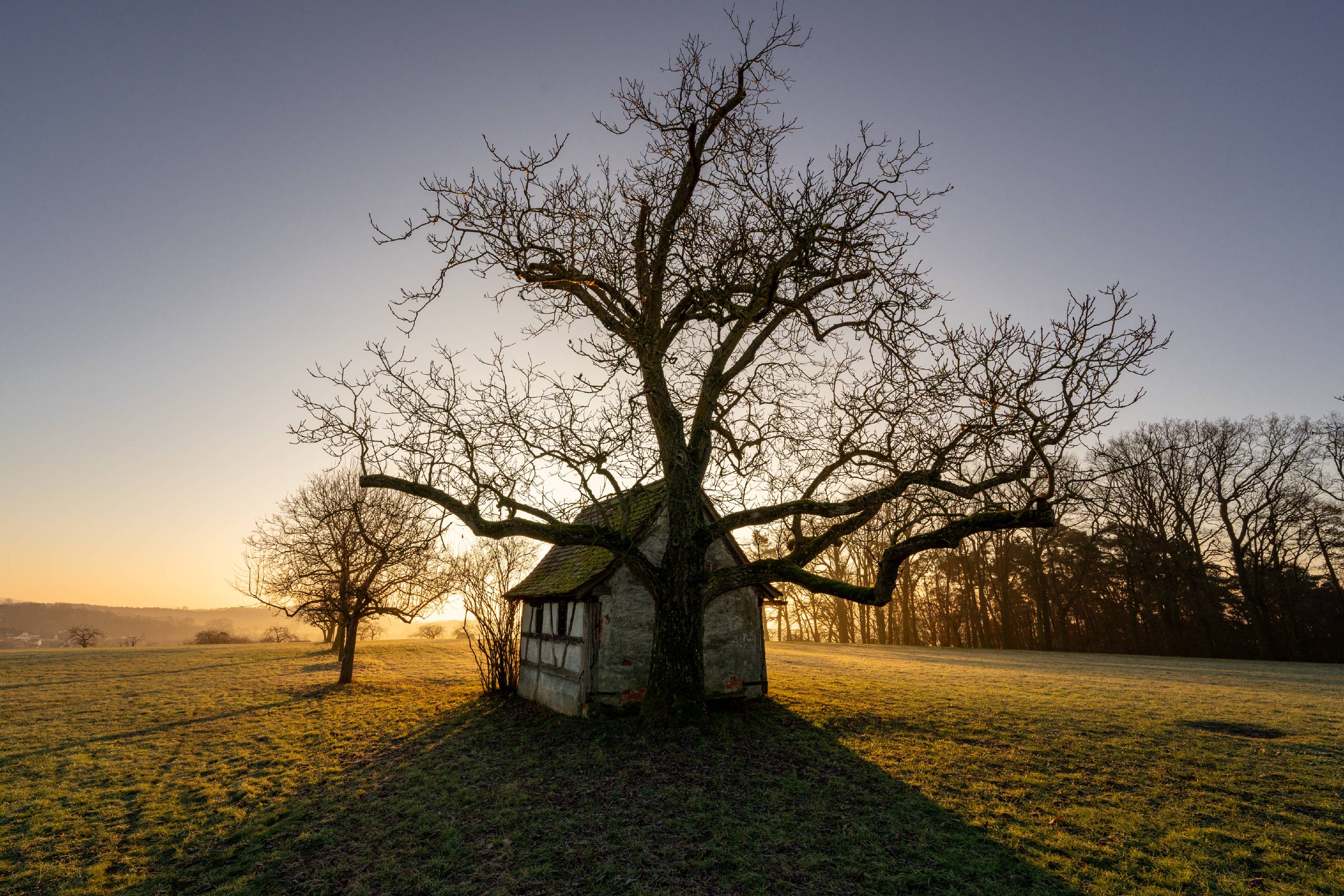 Treehouse sunrise